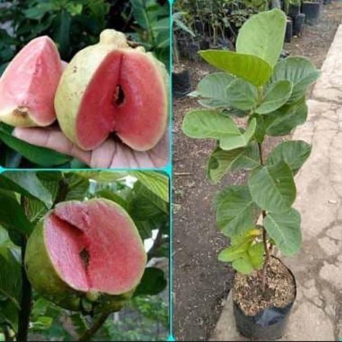 Jual Bibit jambu kristal merah | jual jambu kristal merah di makassar Limited