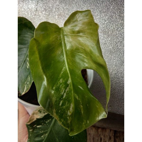 Tanaman Monstera king variegata ekonomis