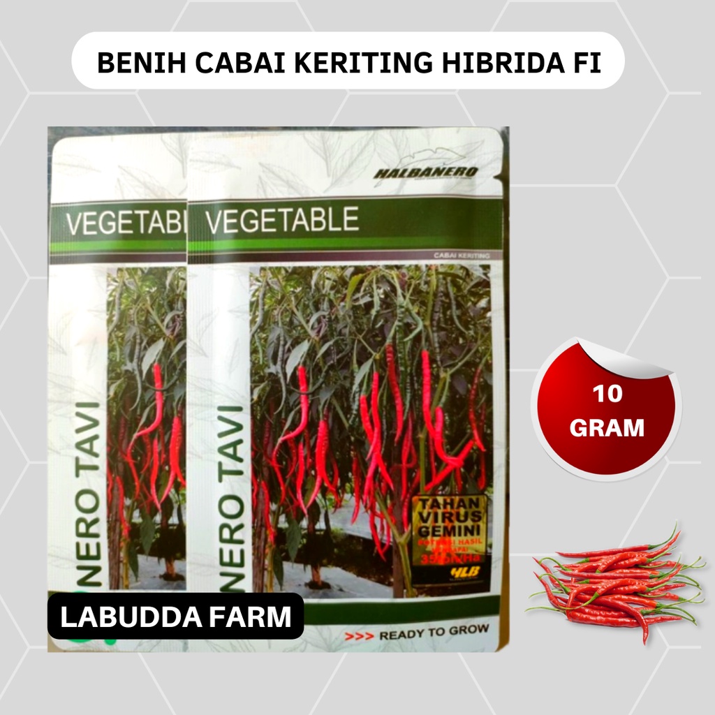 Bibit Cabe Siap Tanam - Nero Tavi f1 Cabe Kriting Tahan Virus - Bibit Cabe Merah Keriting - Bibit Ca