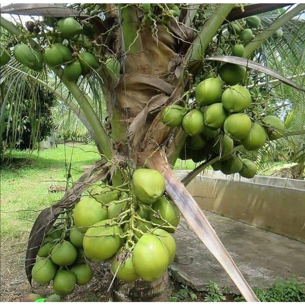 Bibit Kelapa Genjah Entok/Tanaman Kelapa Genjah Entok