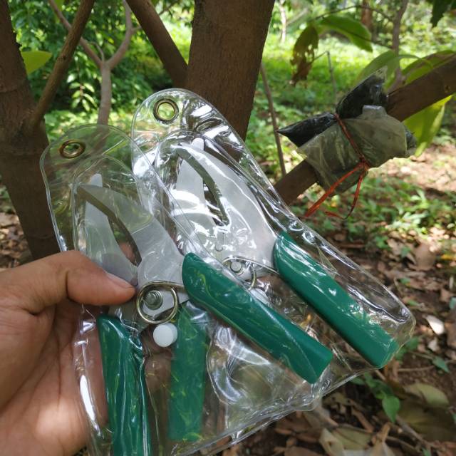 

Gunting cangkok