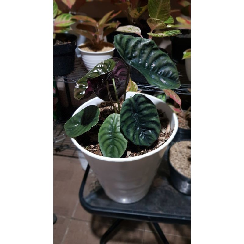alocasia tengkorak