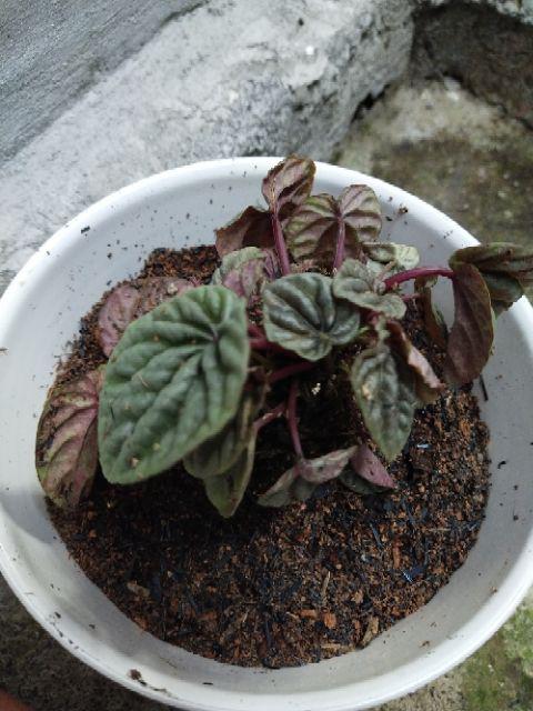 Peperomia Kerut Merah- Peperomia Caperata Red Riple