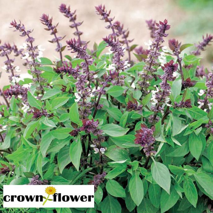 

Dapatkan Benih Sayuran Mr.Fothergill'S Basil Thai F1 Murah