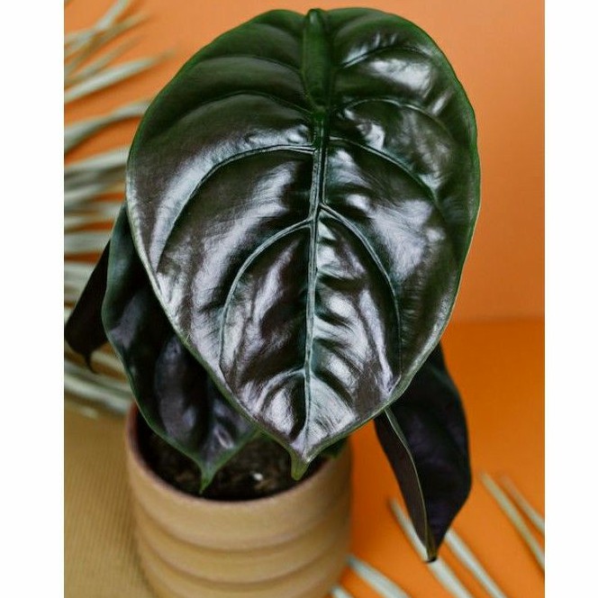 Bonggol Alocasia Black Cuprea (bonggol bawah)