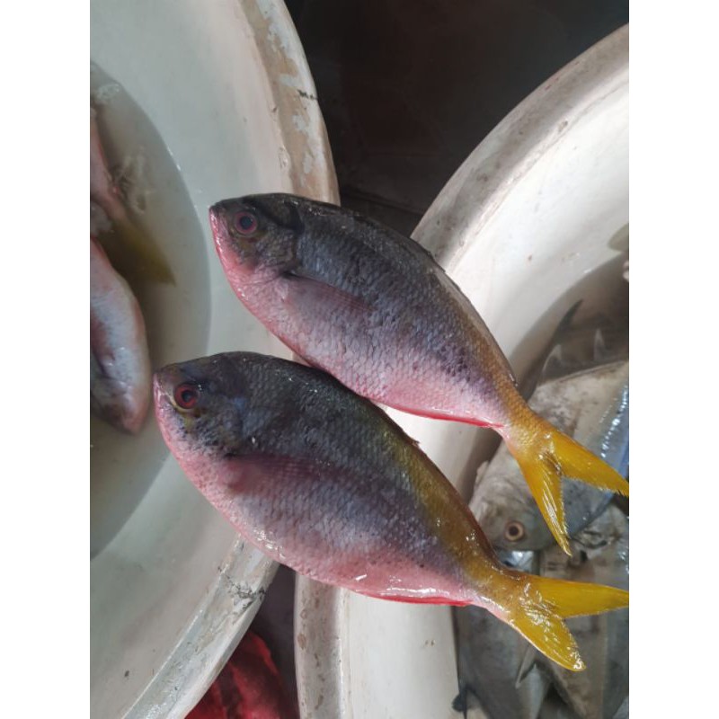 

Ikan Ekor Kuning Segar