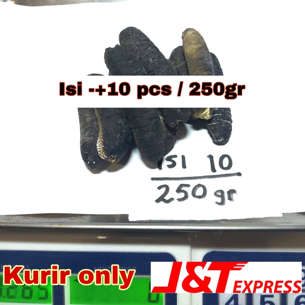 

Teripang gosok isi -+10 pcs/250gr haisom asli Sulawesi gosok super harga terjangkau