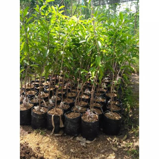 paket 3 pcs bibit (sawo jumbo,apokat mentega,jambu bangkok)