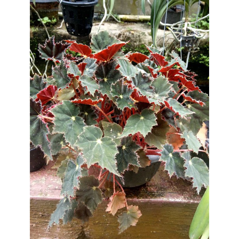 Begonia Black velvet