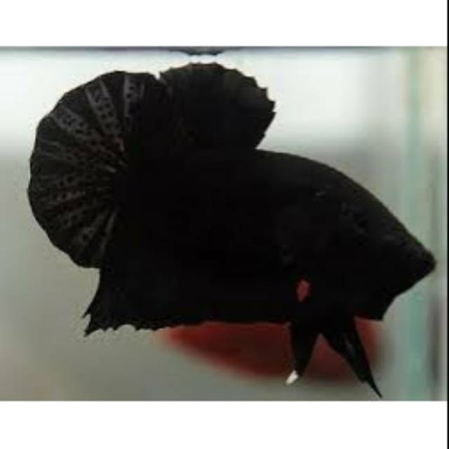 Cupang plakat super black gosend, spx,  instant