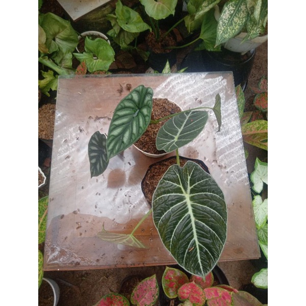 Alocasia dragon scale & black Velvet