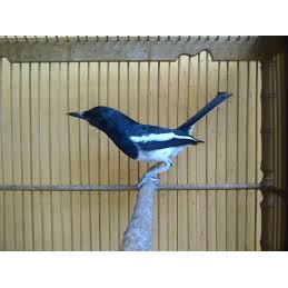 kacer  jawa barat great A super mulus aduhai purtotal promo spesial