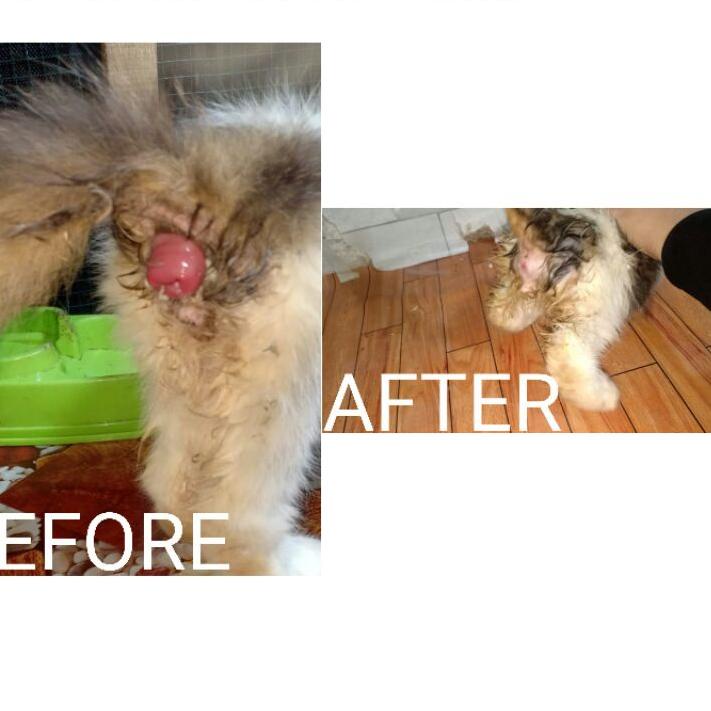 ❉Terbaru❅➯ OBAT WASIR KUCING(AMBEIEN) ATAU ANUS KELUAR SANGAT PATEN J86 ➯