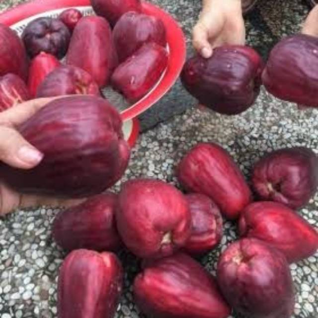 

Jambu bol Jamaika