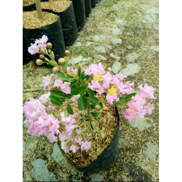 Bibit bunga sakura jepang