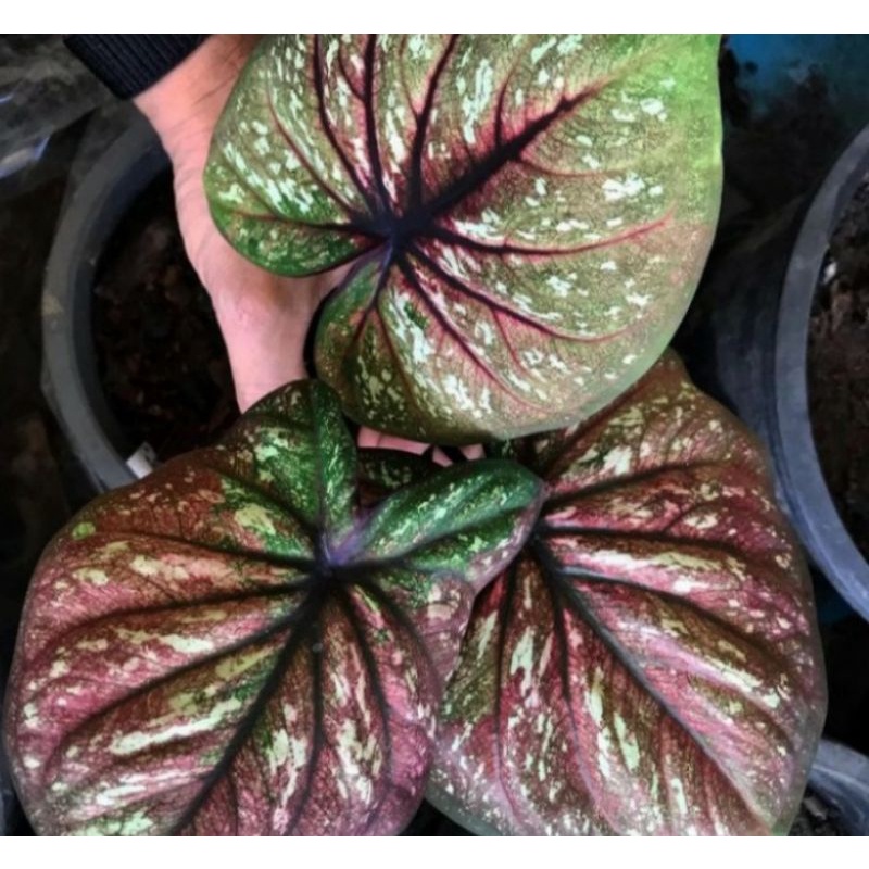 caladium doreng anakkan
