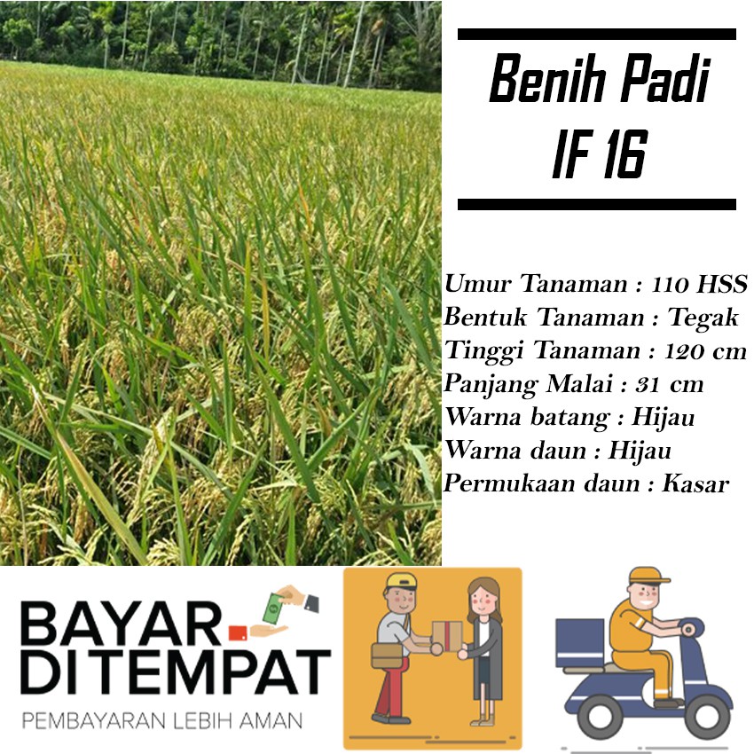Benih  Bibit Padi IF16 5kg Berkualitas