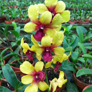  Anggrek  Dendrobium  Surya Goldm Shopee Indonesia