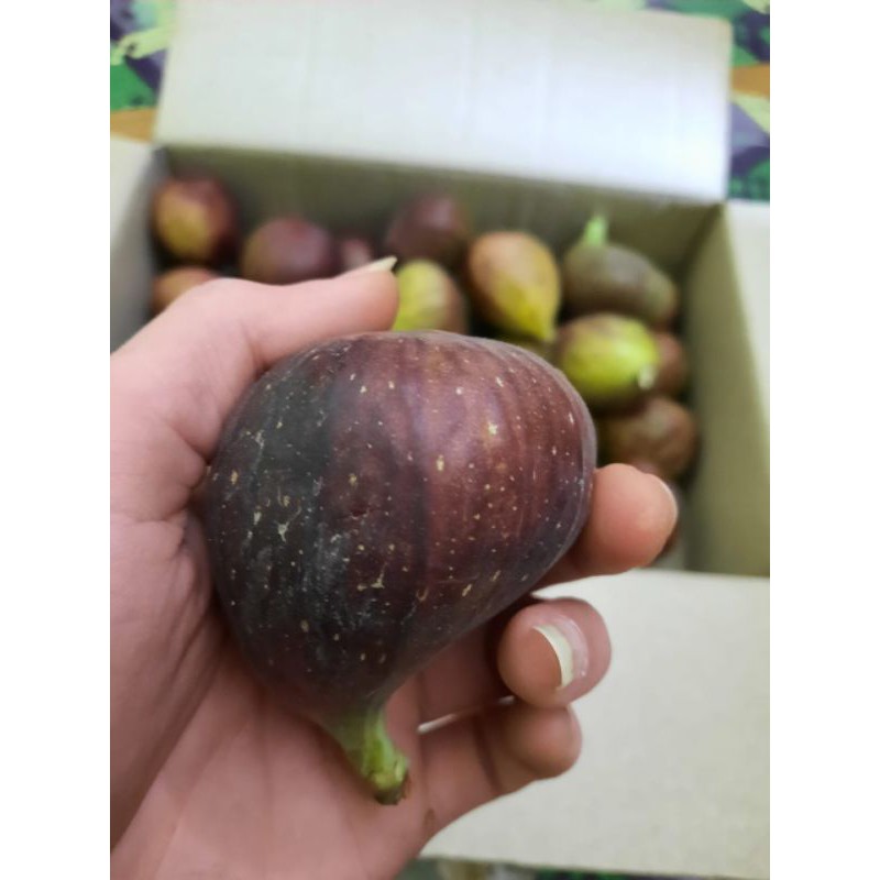 

buah tin | fings | Ara 200gr