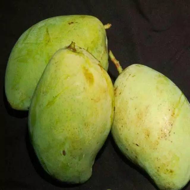 

Mangga Harum Manis