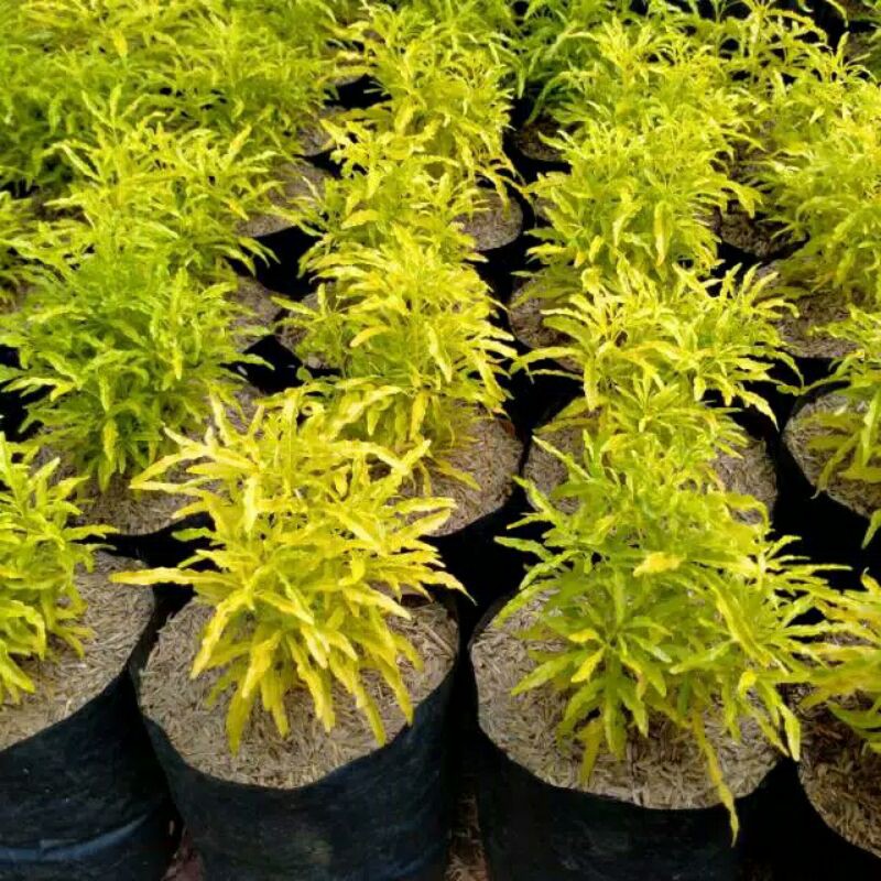 Tanaman brokoli kuning, tanaman hias prokoli kuning, pohon brokoli kuning, brokoli kuning