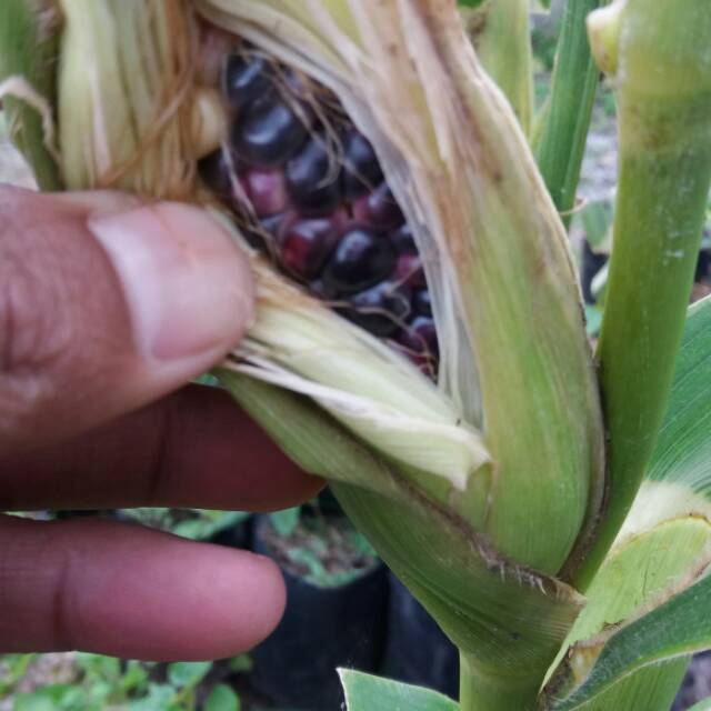 

Jagung hitam gayo
