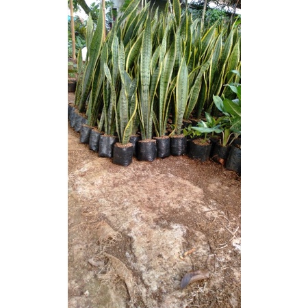 Tanaman hias lidah mertua tinggi 1 meter