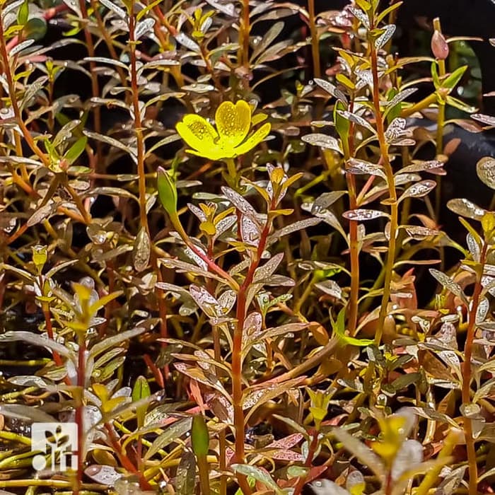 Ludwigia Inclinata Brown - Tanaman Aquascape