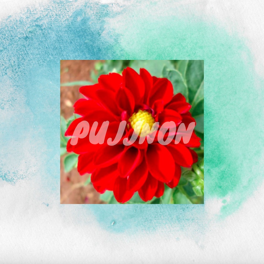 Biji Bunga Red Dahlia Benih Bunga Dahlia Merah