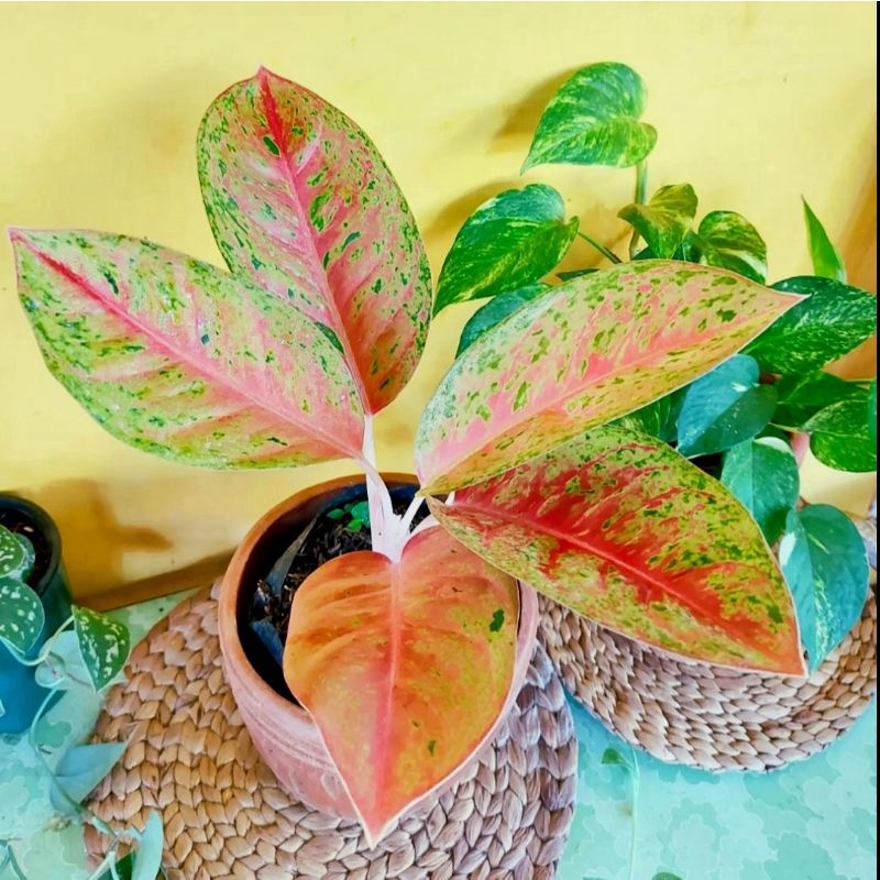 Aglonema Big Roy Tanaman Hias Hidup Bunga Aglonema Bigroy