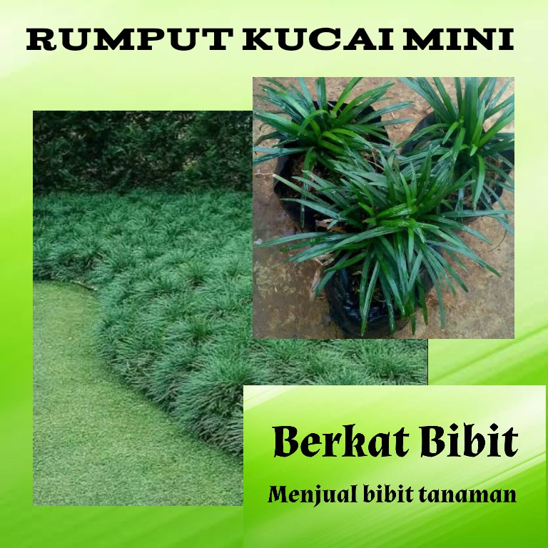 Jual Tanaman Rumput Mini Kucai Shopee Indonesia