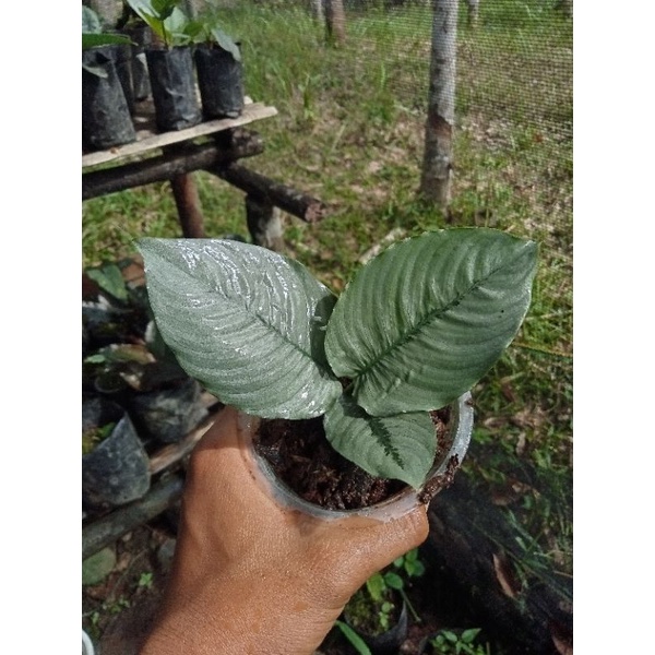 schismatoglottis hendriki