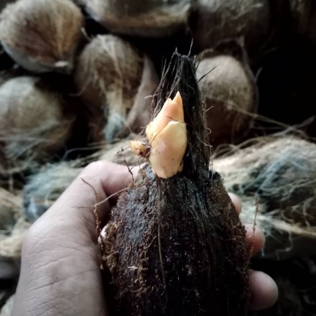 Bibit/Bahan bonsai kelapa gading oren
