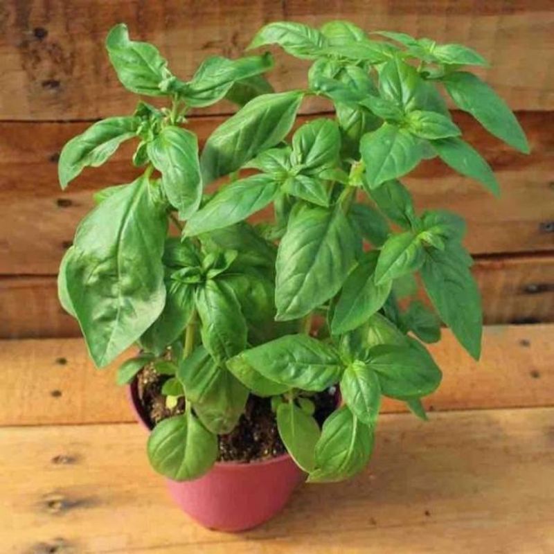 Benih Biji Daun Herbal Basil Italia Italian Large Leaf Basil