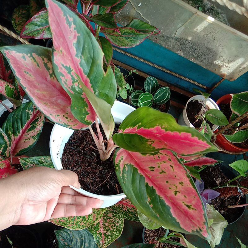 Aglonema Kochin Red Rose