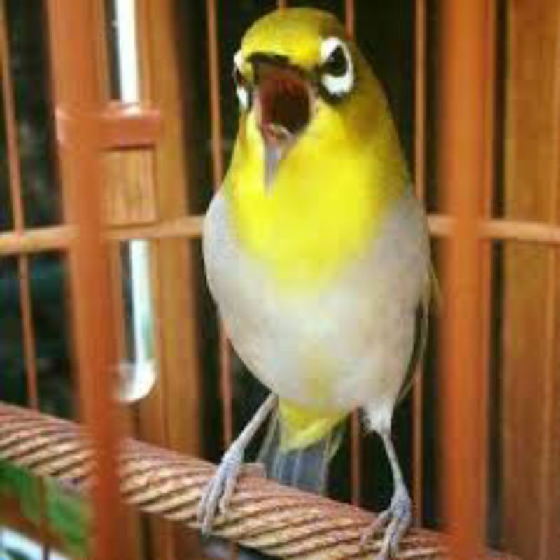 pleci bustomi atau kacamata, sortiran ketat jantan ngecal