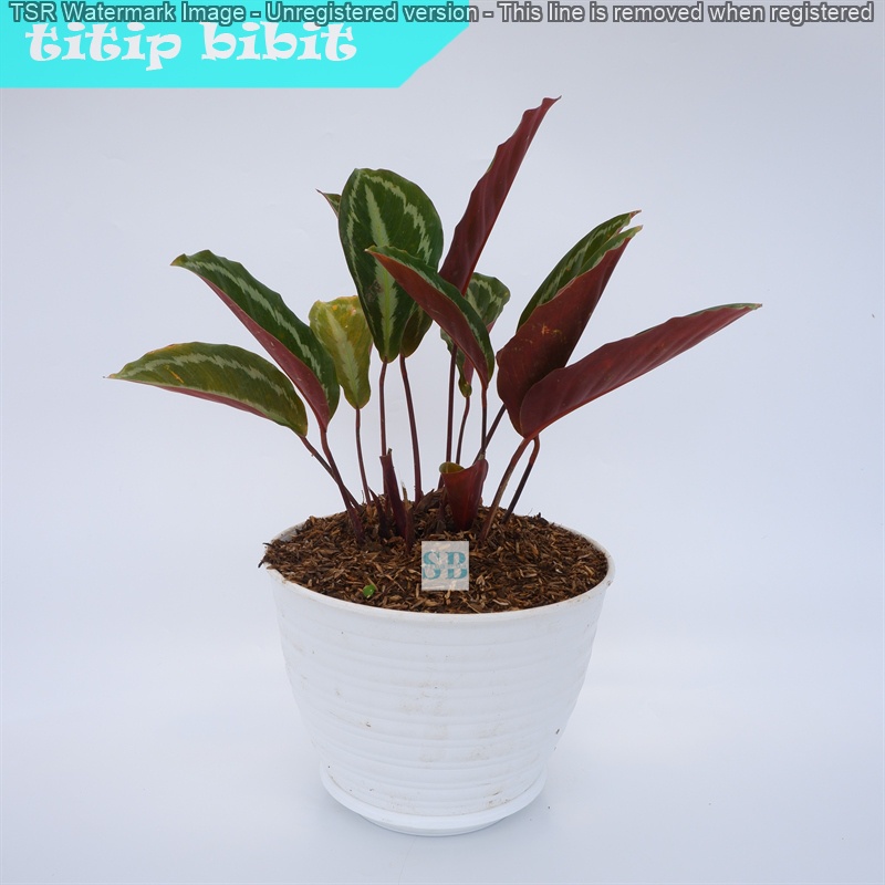 Bibit Tanaman Hias Calathea Silver Back BERGARANSI