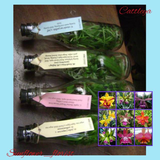 Bibit Anggrek Cattleya Botol Siap Aklim