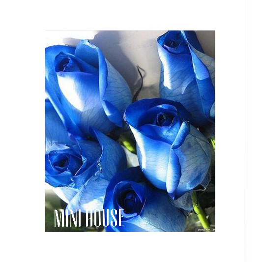 BIBIT BENIH BIJI MAWAR / MAWAR BIRU