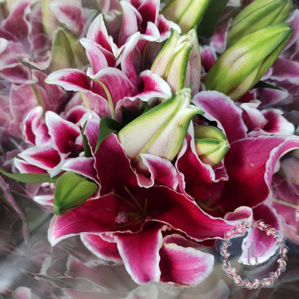 Bunga Casablanca Lily Lokal