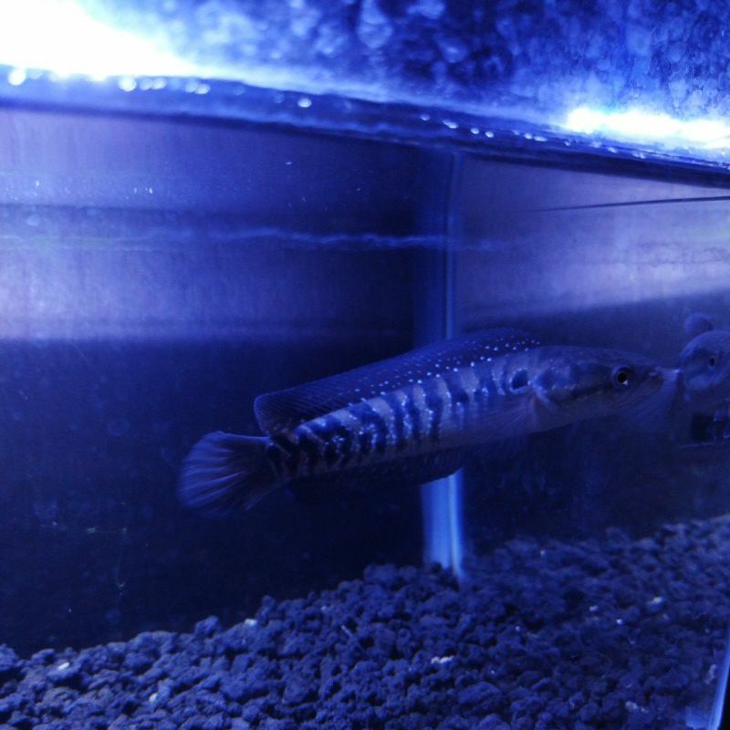 

Channa asiatica ws single tank 13-14cm