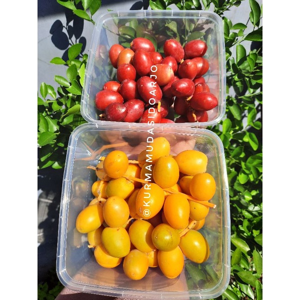 READY TANPA PO! KURMA MUDA PROMIL FRESH!