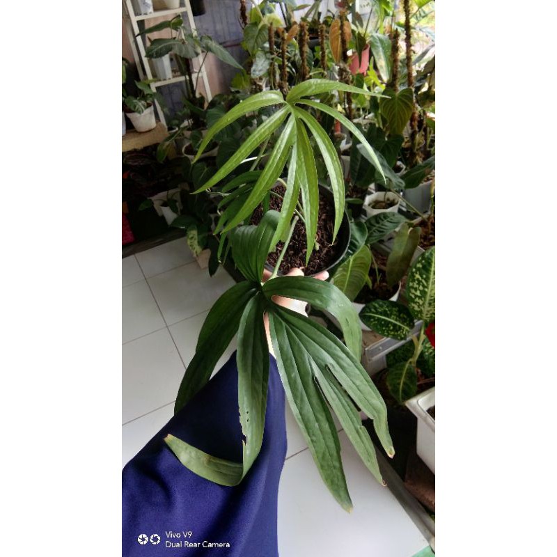 Amydrium Zippelianum