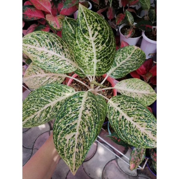 Aglaonema Tiara Putih