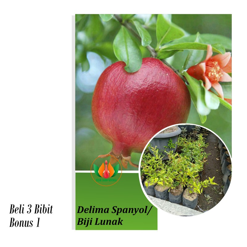 Bibit Tanaman buah Delima Biji Lunak / Delima Spanyol