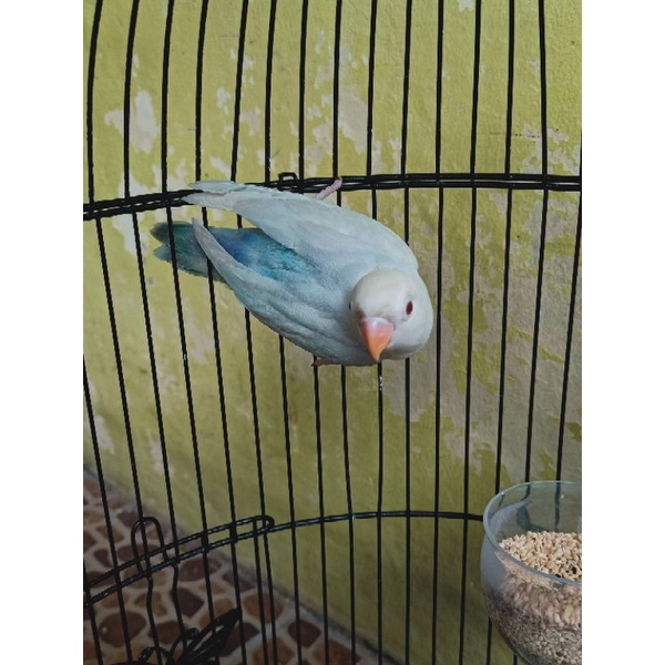 Lovebird Pf Blue/Bio Jika Jantan