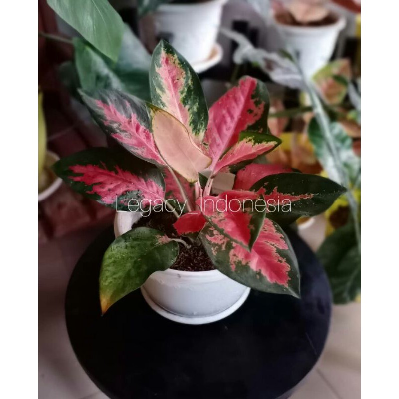 tanaman hias/aglonema/aglaonema/aglonema red kocin