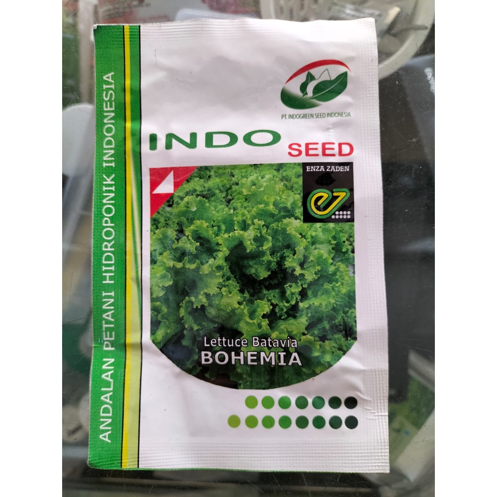 BEST SELLER BENIH SELADA KERITING BATAVIA LETTUCE BOHEMIA ISI 5 GRAM