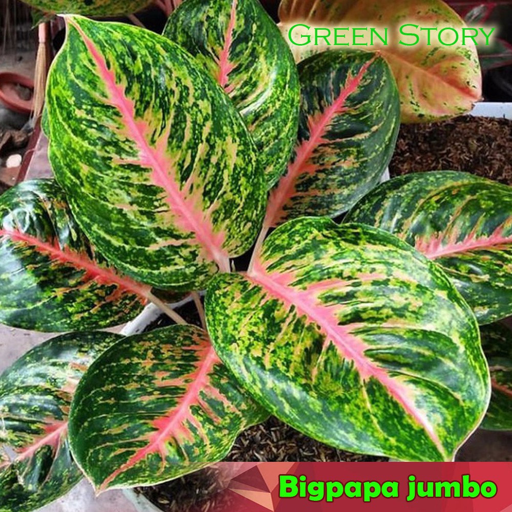 aglonema big papa | aglonema bigpapa lovely | aglonema big papa dewasa  | aglaonema big papa