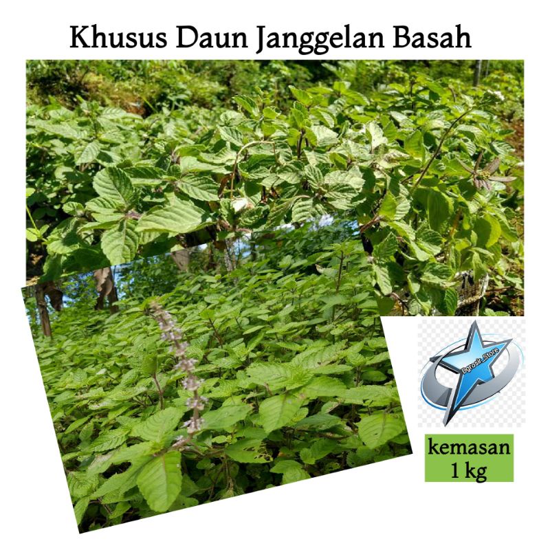 

Khusus Daun Janggelan Basah Baru Petik ( Bahan Dasar Cincau) 1kg